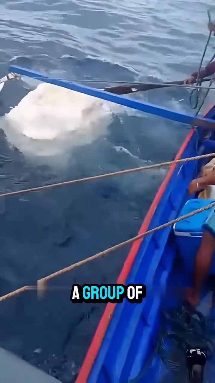 Unveiling the Ocean's Treasure: Ambergris Worth Millions