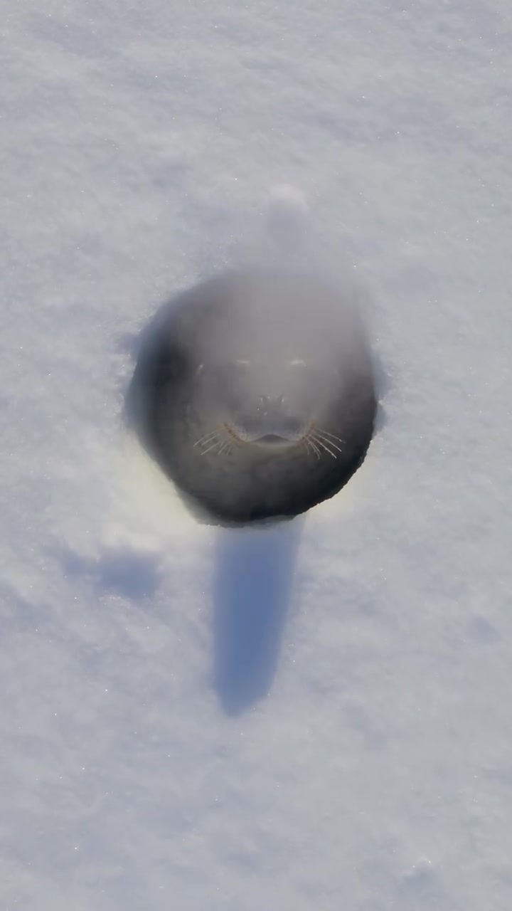 Weddell Seals' Adaptations in Antarctica's Ice