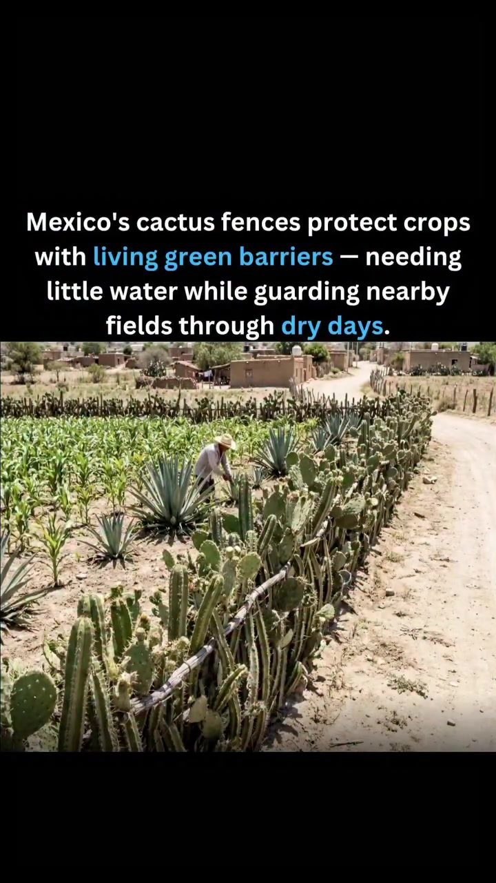 Cactus Fences: Mexico's Water-Efficient Way to Protect Crops