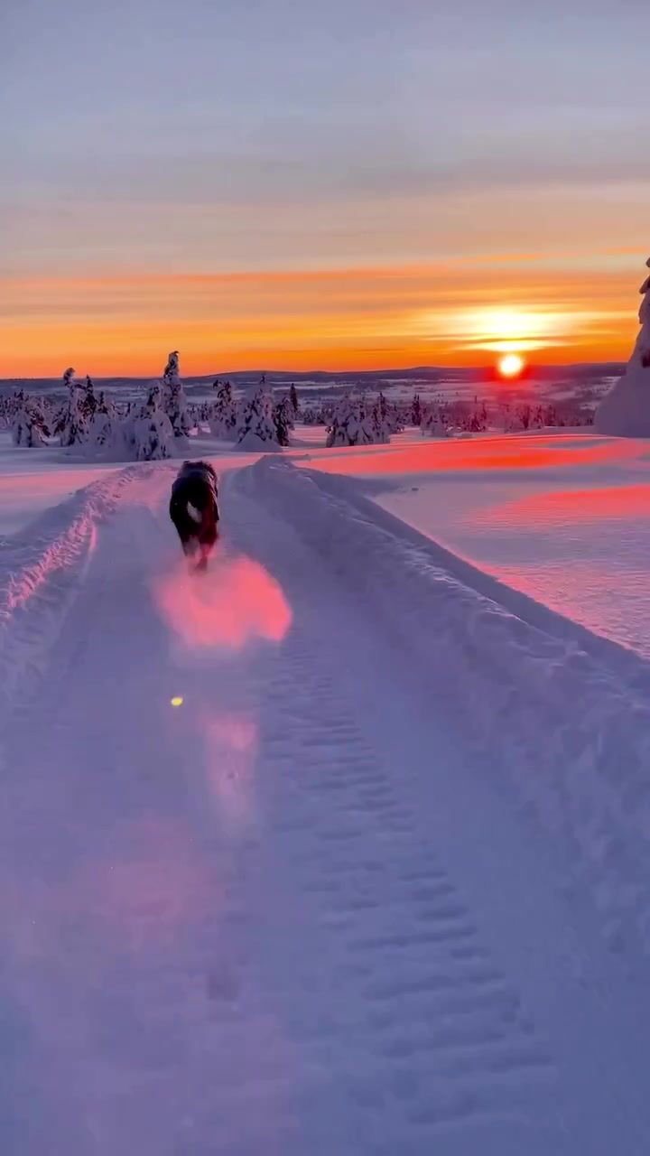 Dog Running in Snowy Landscape: Winter Joy
