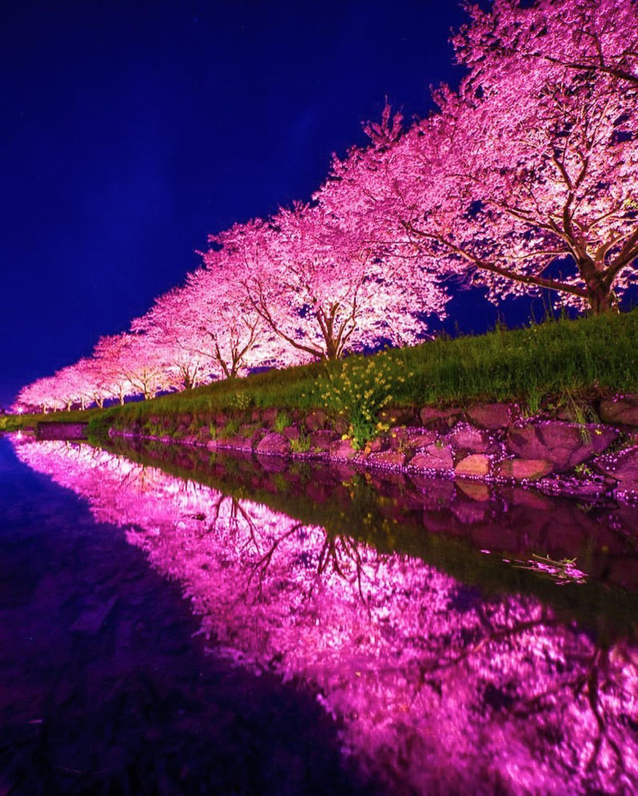 Cherry Blossoms: Magical Riverbank Scenery