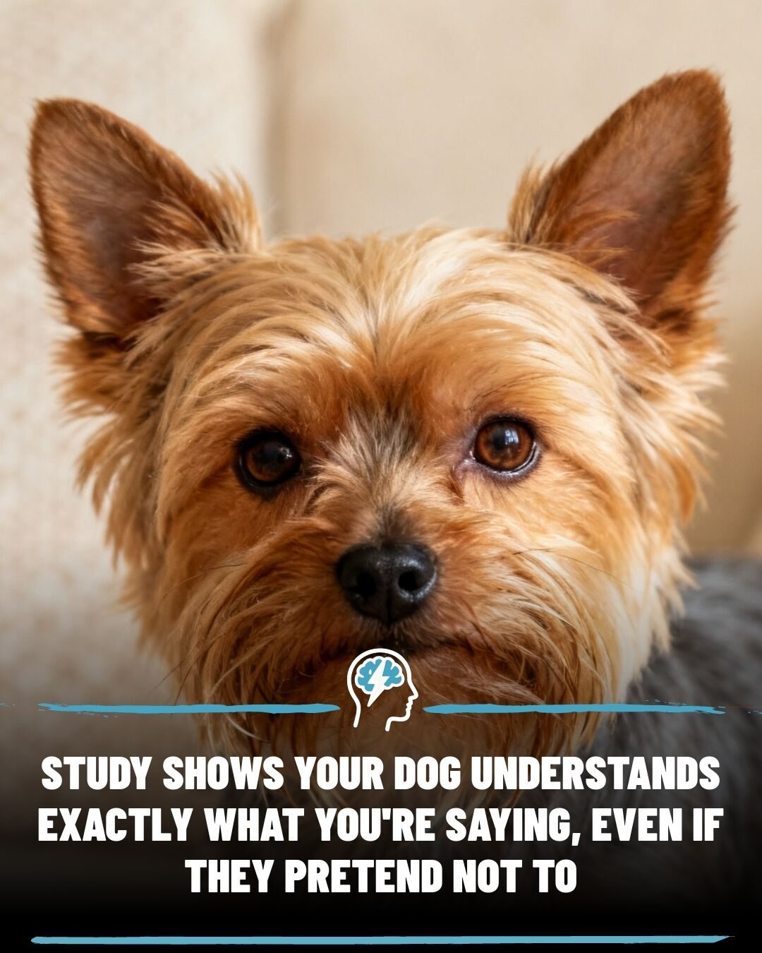 Dogs May Understand Human Speech More Than We Realize