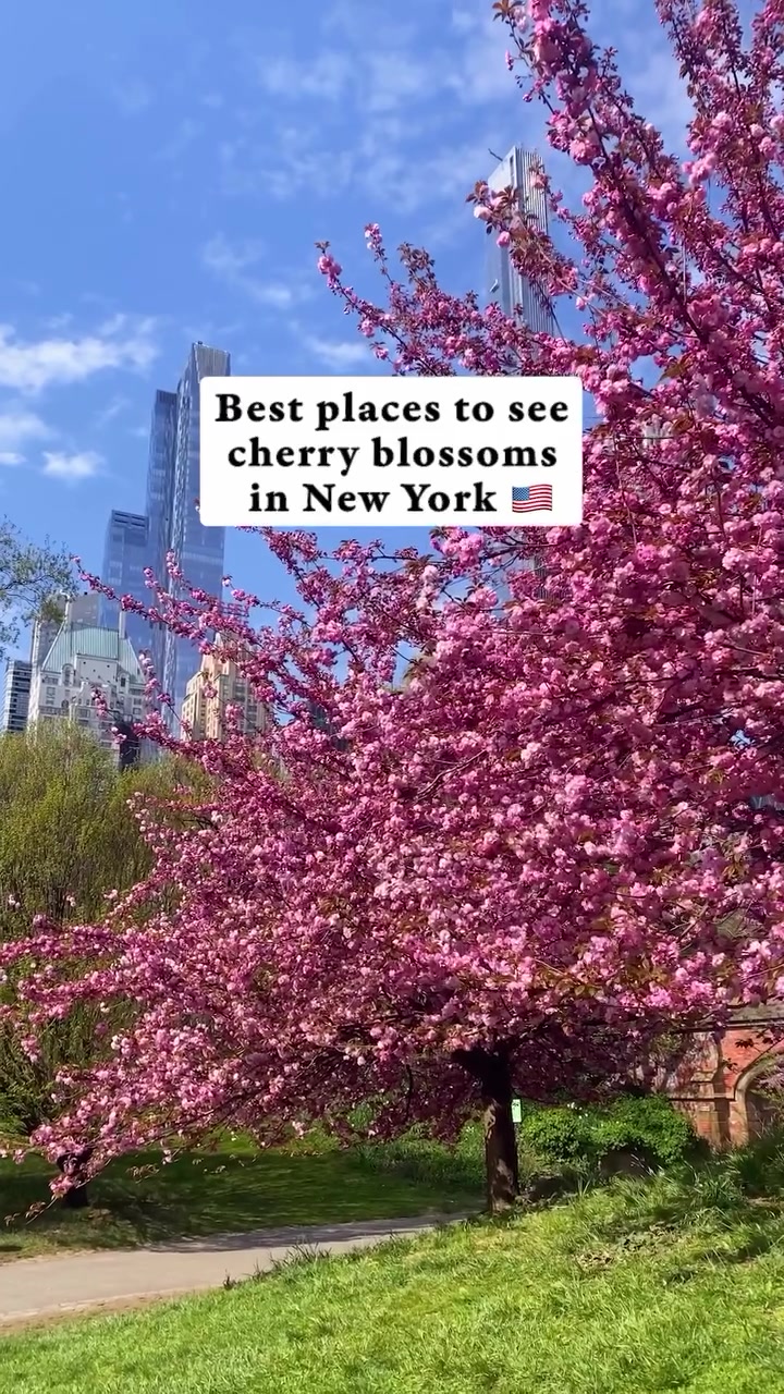 New York Cherry Blossoms: Top Spots to Visit
