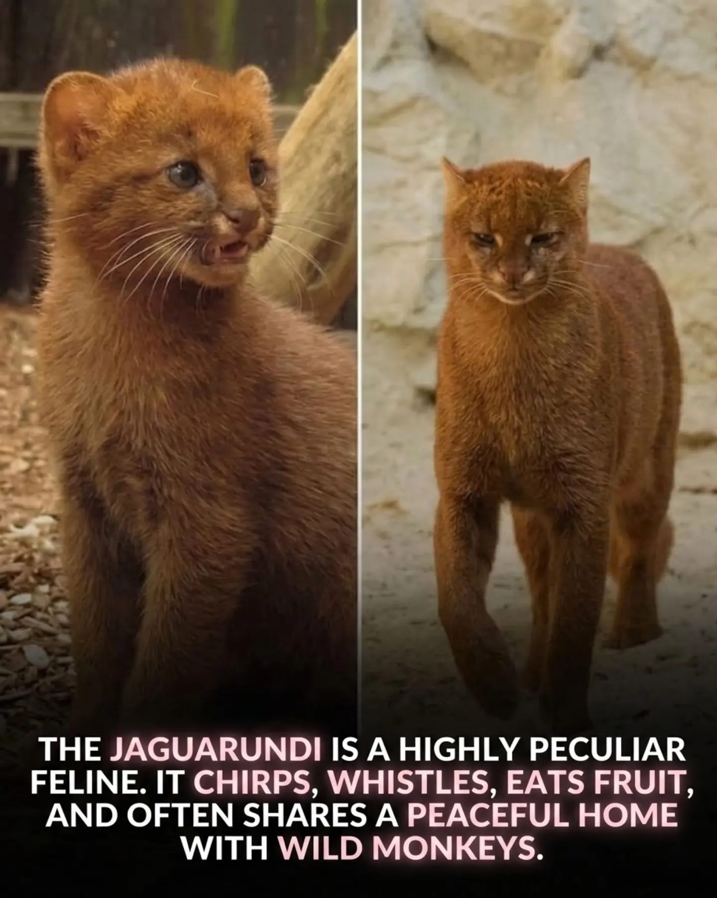 The Jaguarundi: A Unique Wild Cat and Its Amazing Habits.