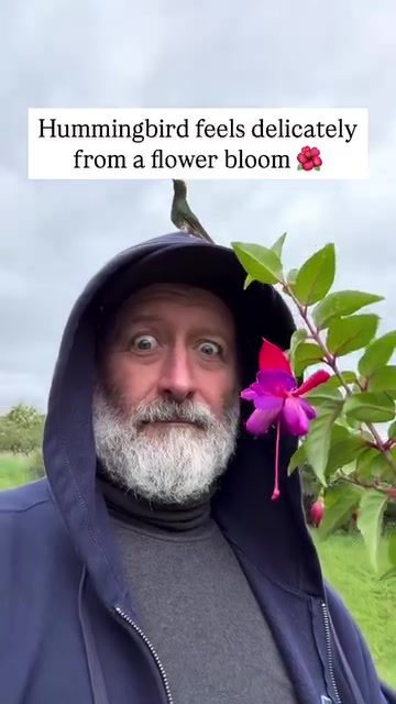 Backpacking: How to Encounter Hummingbirds in Nature