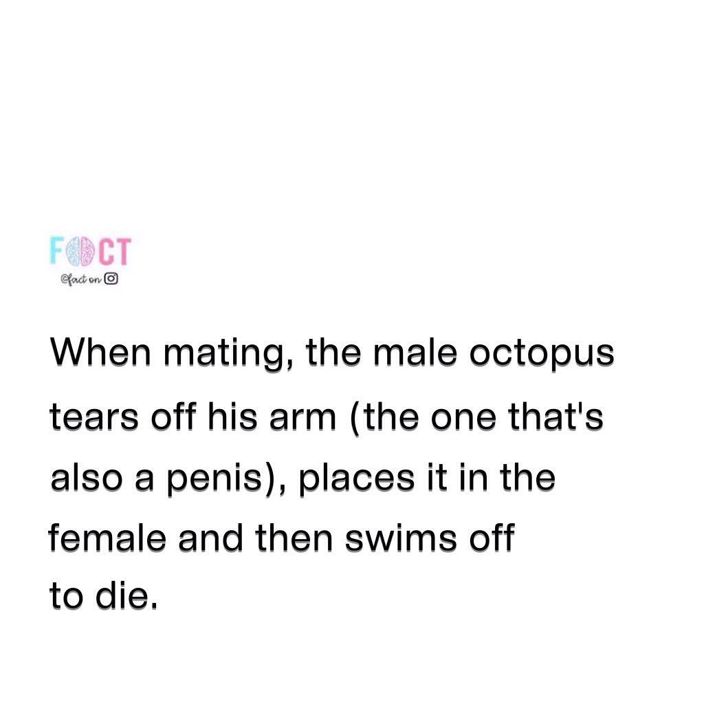 The Mysterious Mating Ritual of Octopuses