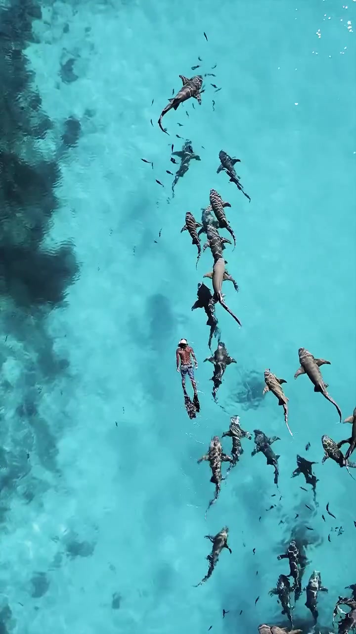 Snorkeling Amidst Sharks: Aerial View