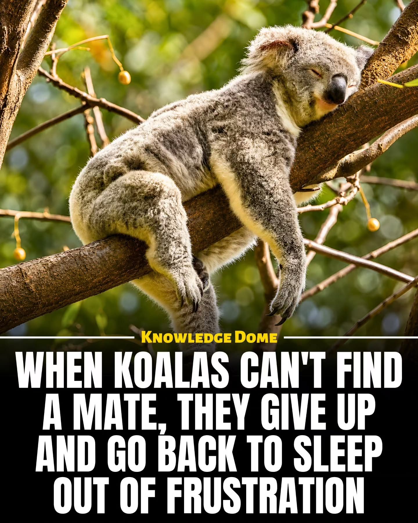 Koalas Sleep: Why These Marsupials Rest Up to 22 Hours a Day
