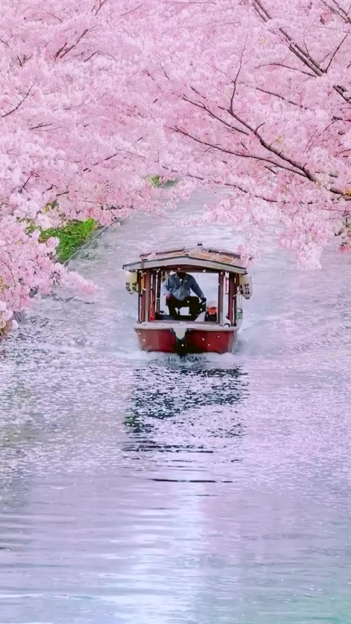 Japanese Boat Ride: Cherry Blossoms and Canals