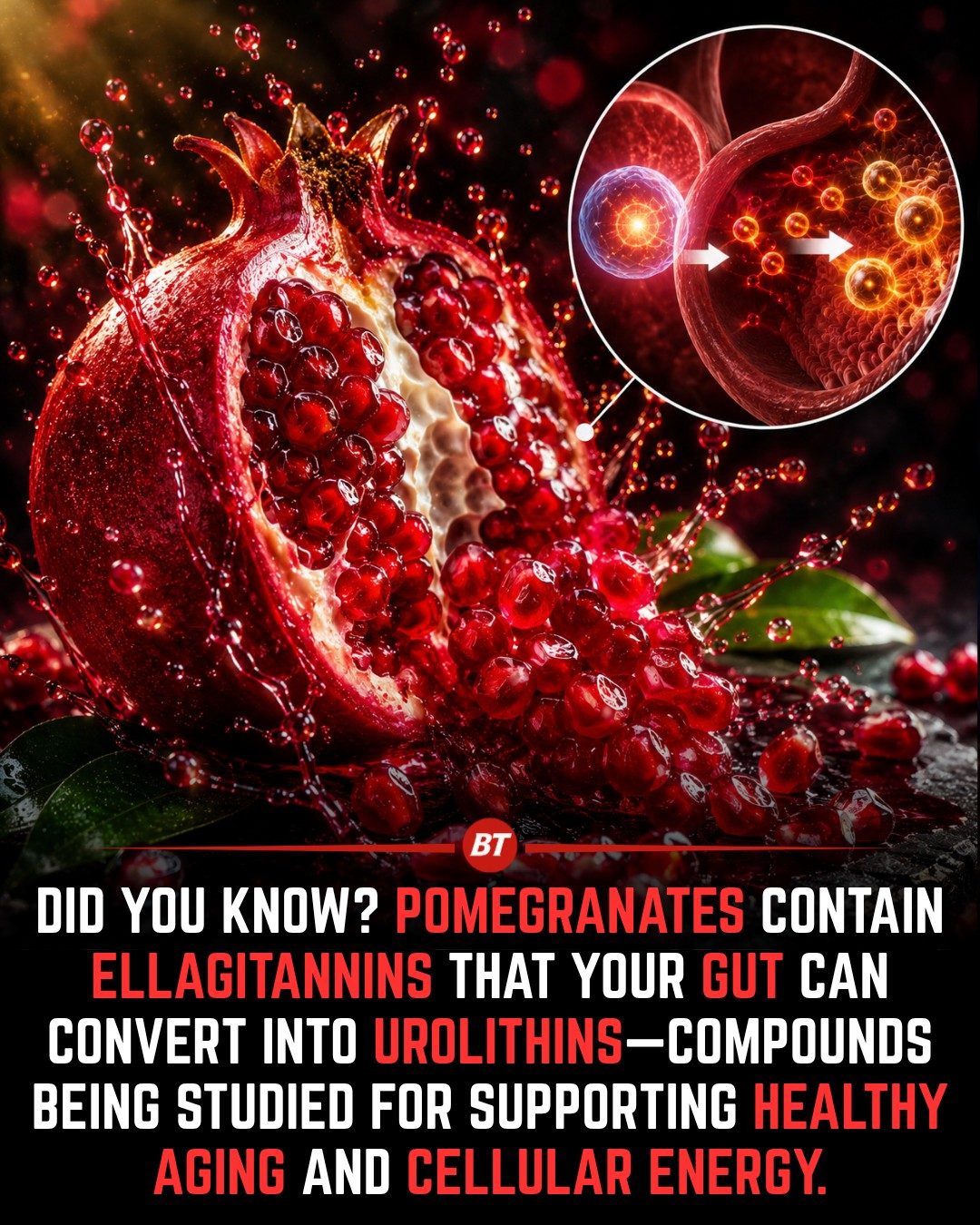 Pomegranate's Gut-Bacteria Power: Urolithins for Healthy Aging