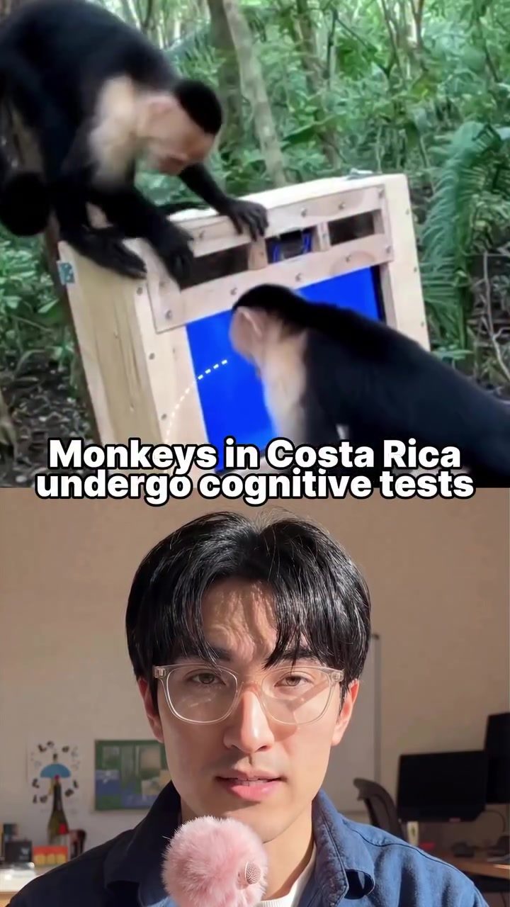 Wild Capuchin Monkeys' Cognitive Skills Tested in Costa Rican Jungle