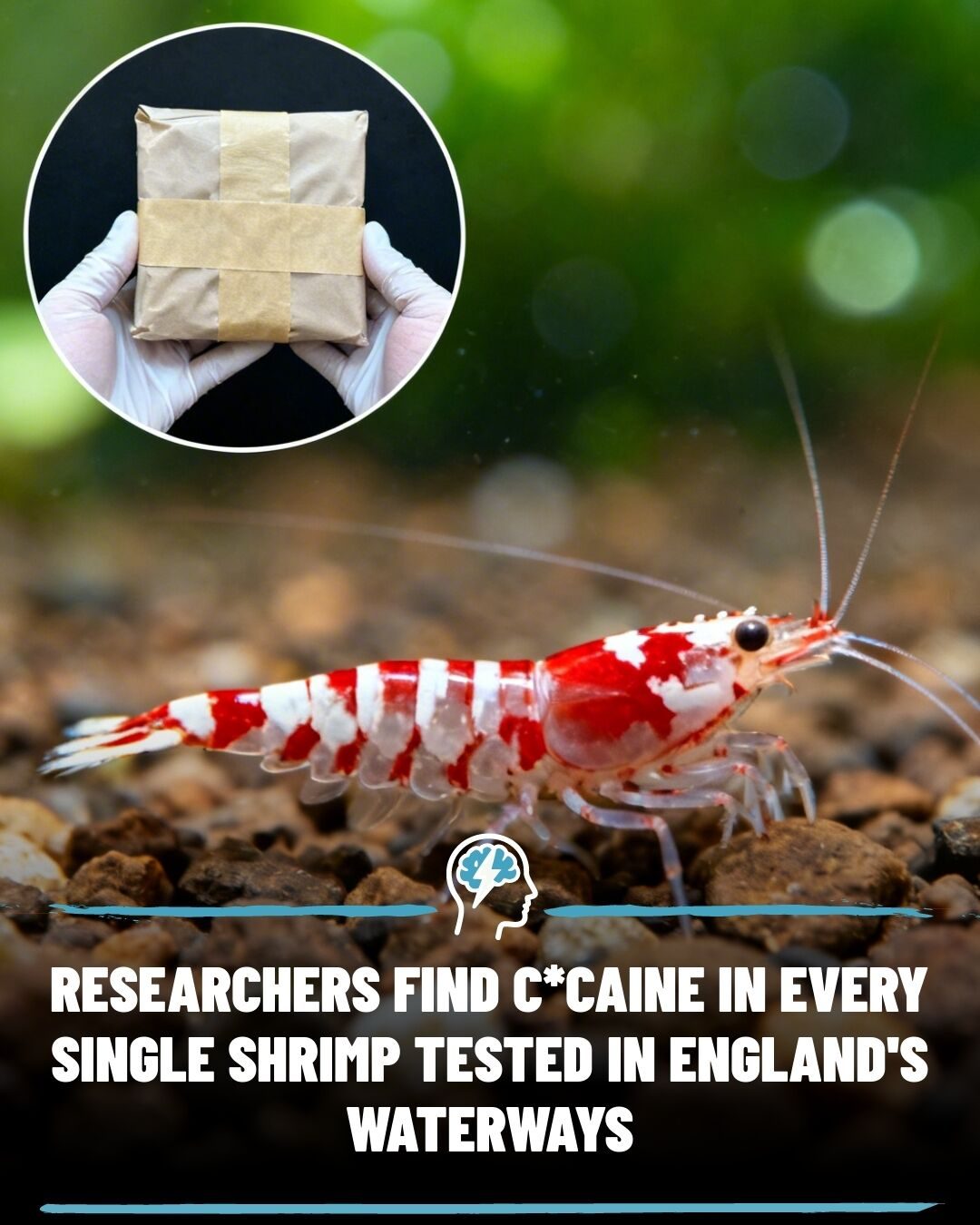 Drug Pollution: Cocaine Found in All Shrimp Tested in UK Study