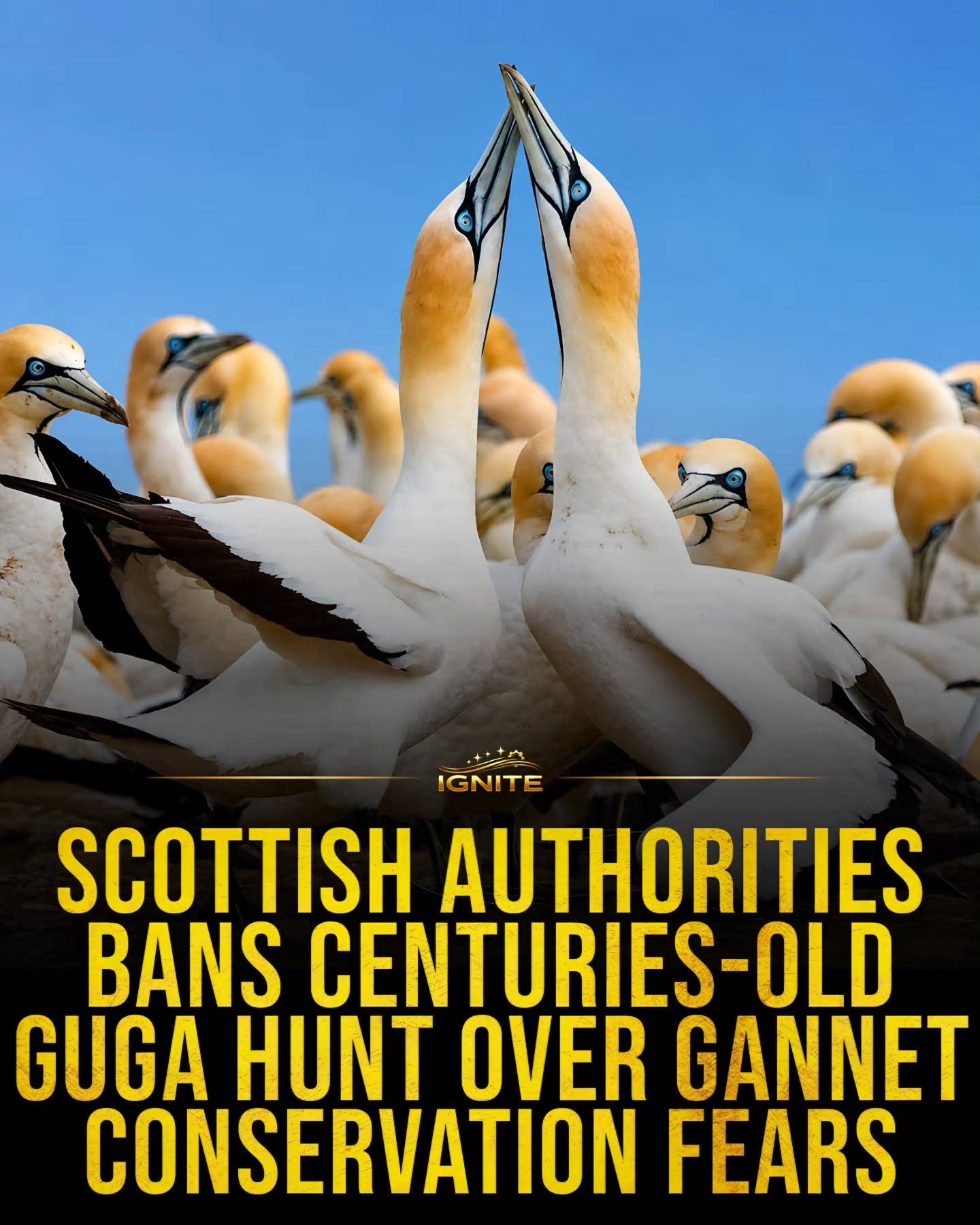 Scottish Authorities Halt Guga Hunt for Gannet Conservation