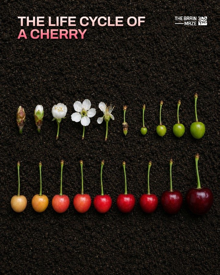The Remarkable Transformation of a Cherry From Bud to Fruit