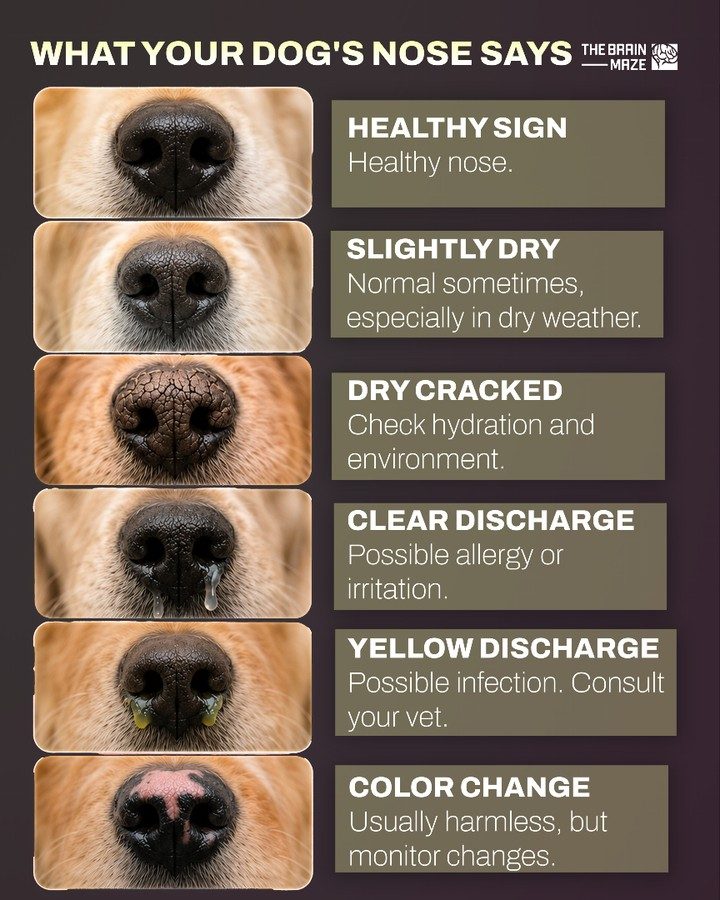 Understanding Your Dog's Nose: A Health Guide