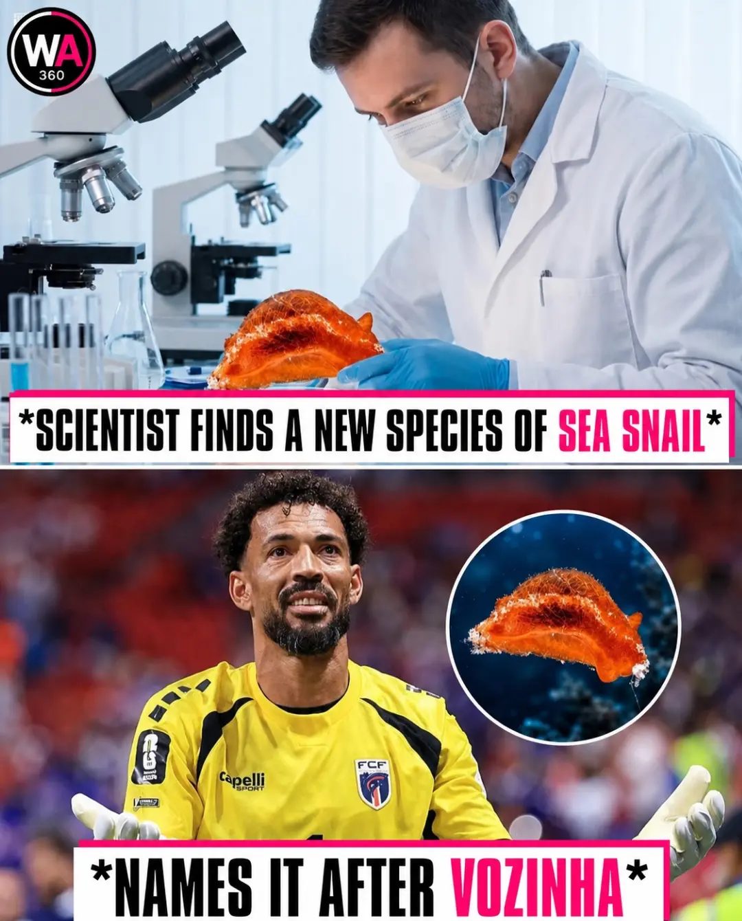 Biologist Names New Sea Snail After Football Star