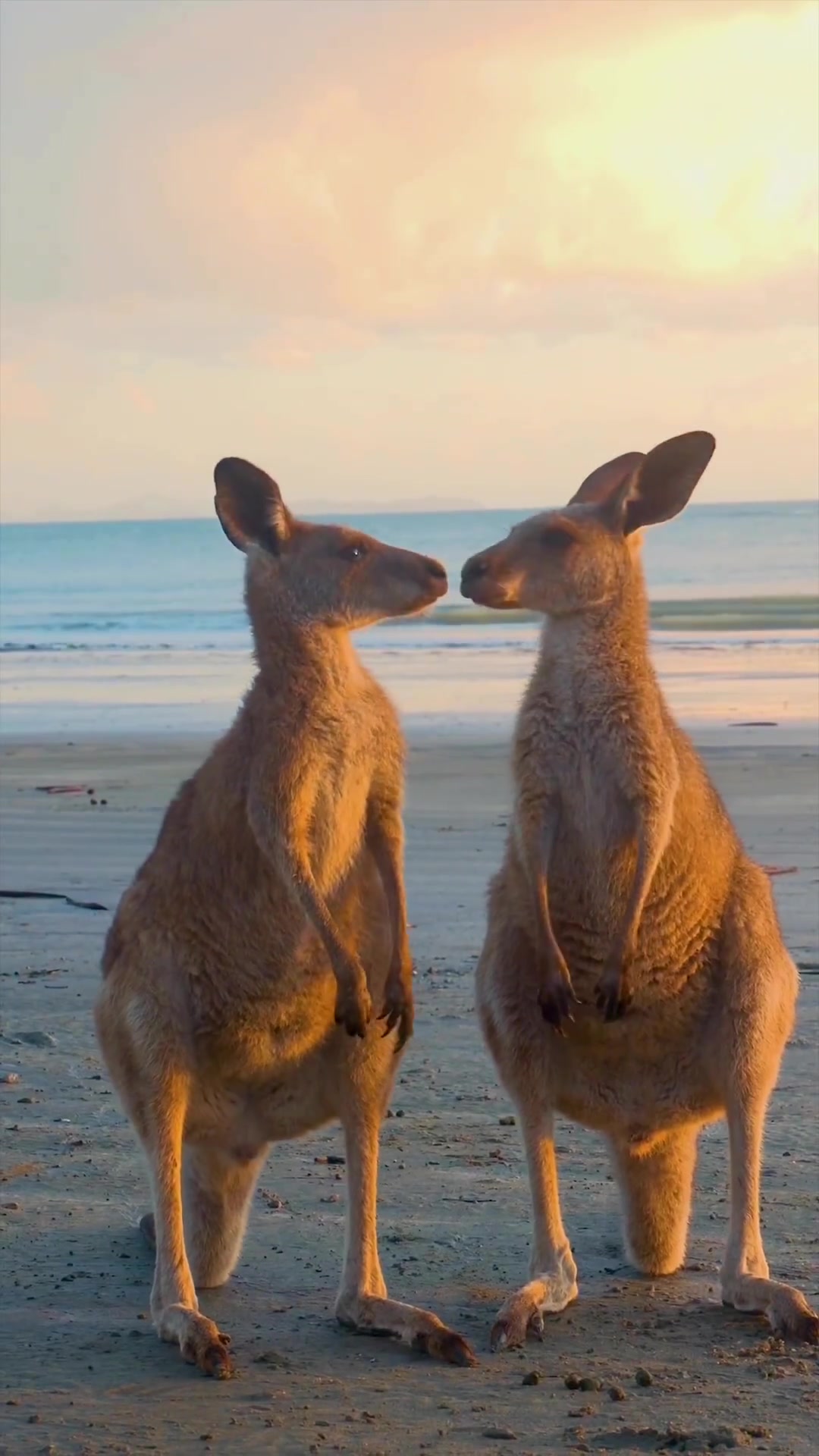 Kangaroos Interacting Peacefully at Sunset Beach