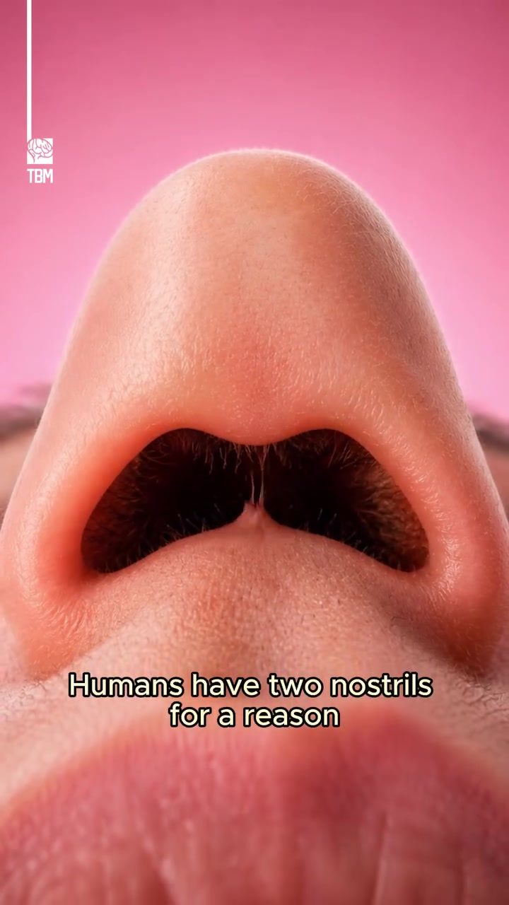 The Efficient Design of Human Nostrils: The Nasal Cycle
