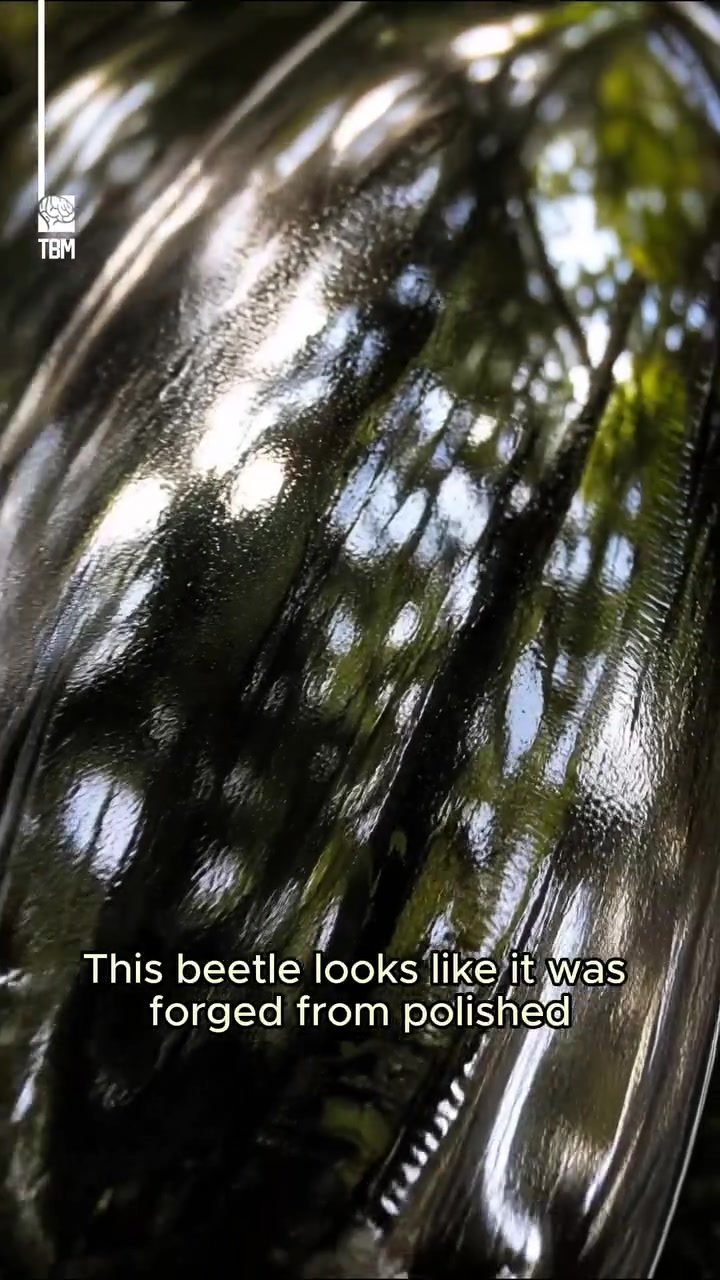 The Secret Behind the Mirror Beetle's Polished Chrome Look