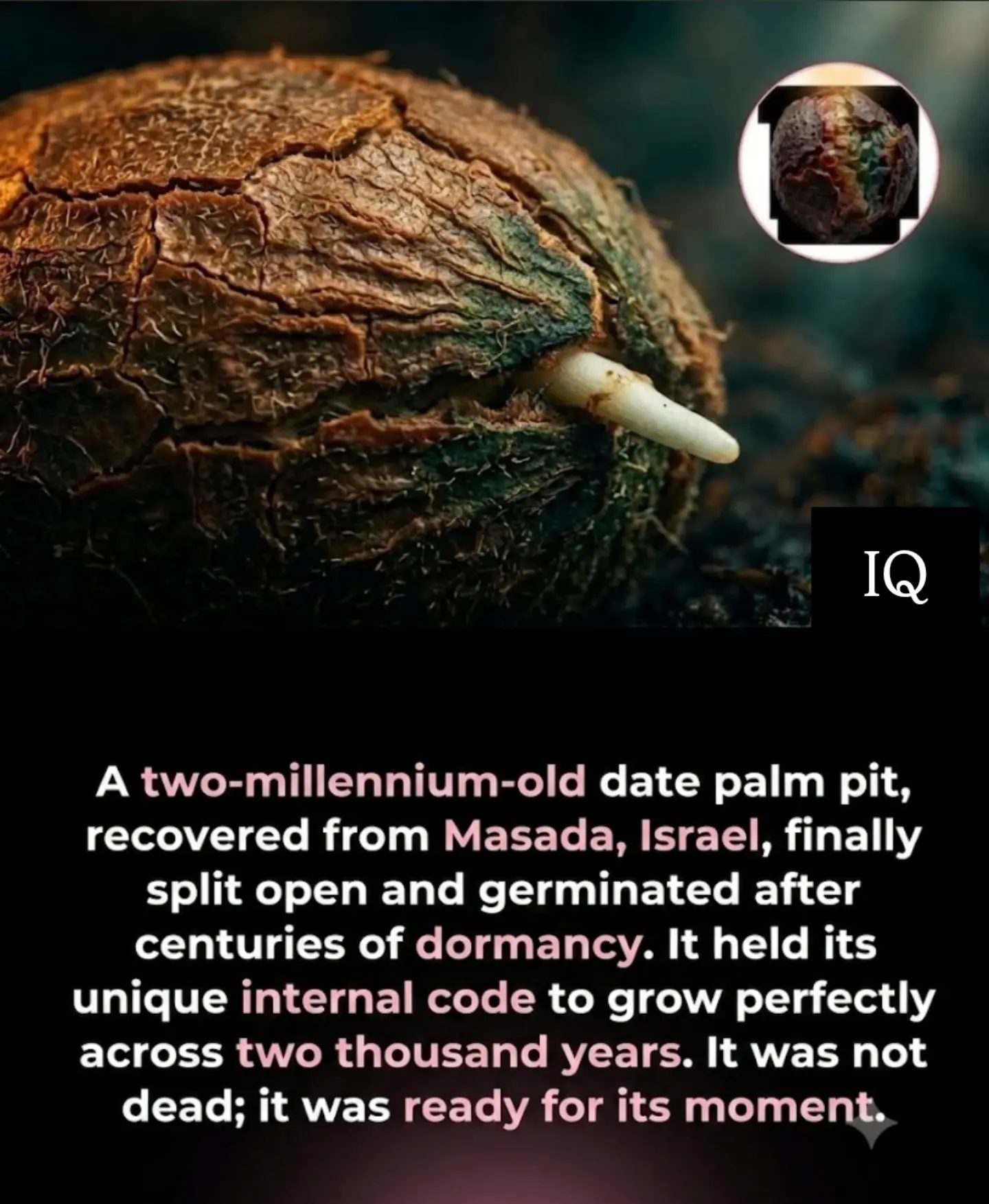Ancient Date Palm Pit from Masada Germinates After 2,000 Years