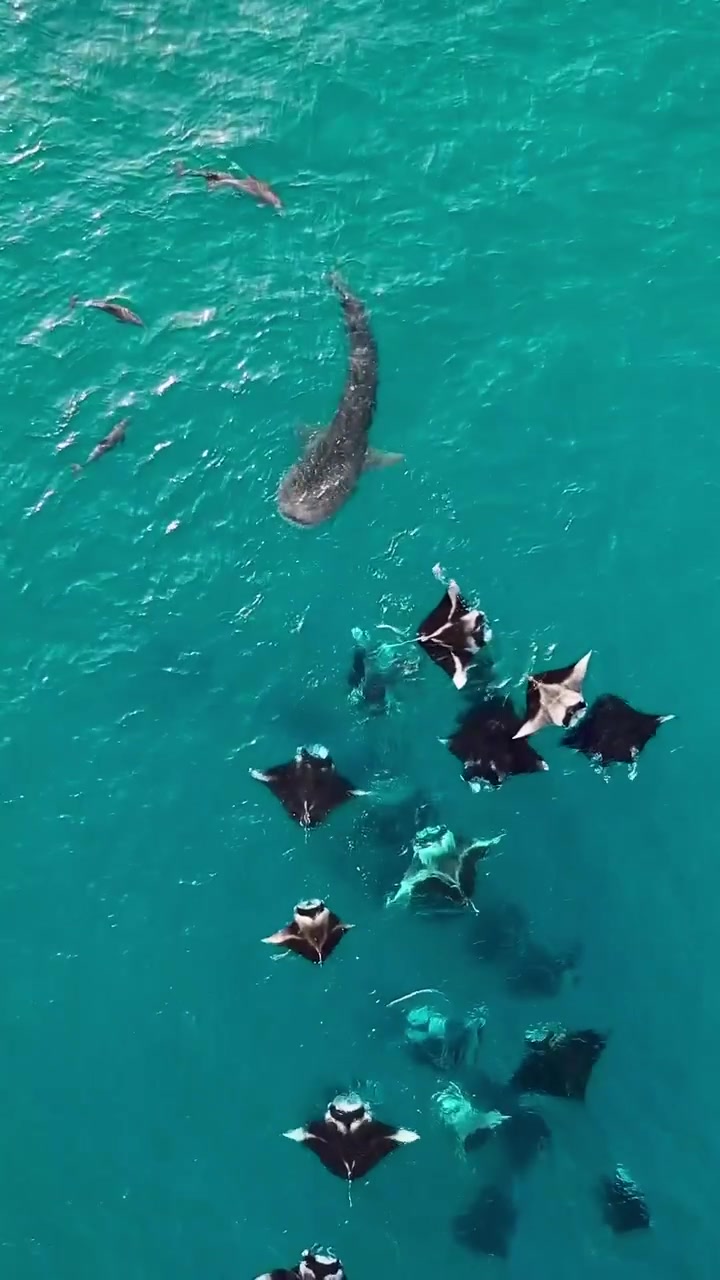 Manta Rays and Whale Sharks: Maldives Marine Harmony