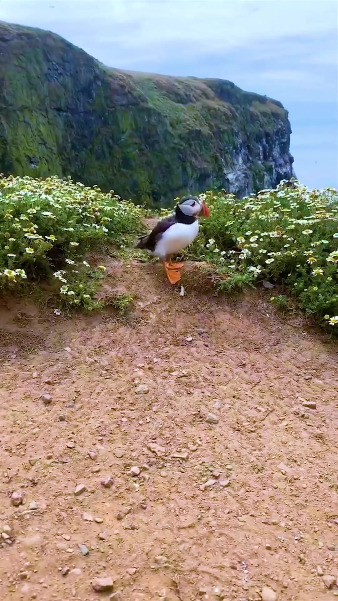 Skomer Island Puffins: Coastal Habitat and Beauty