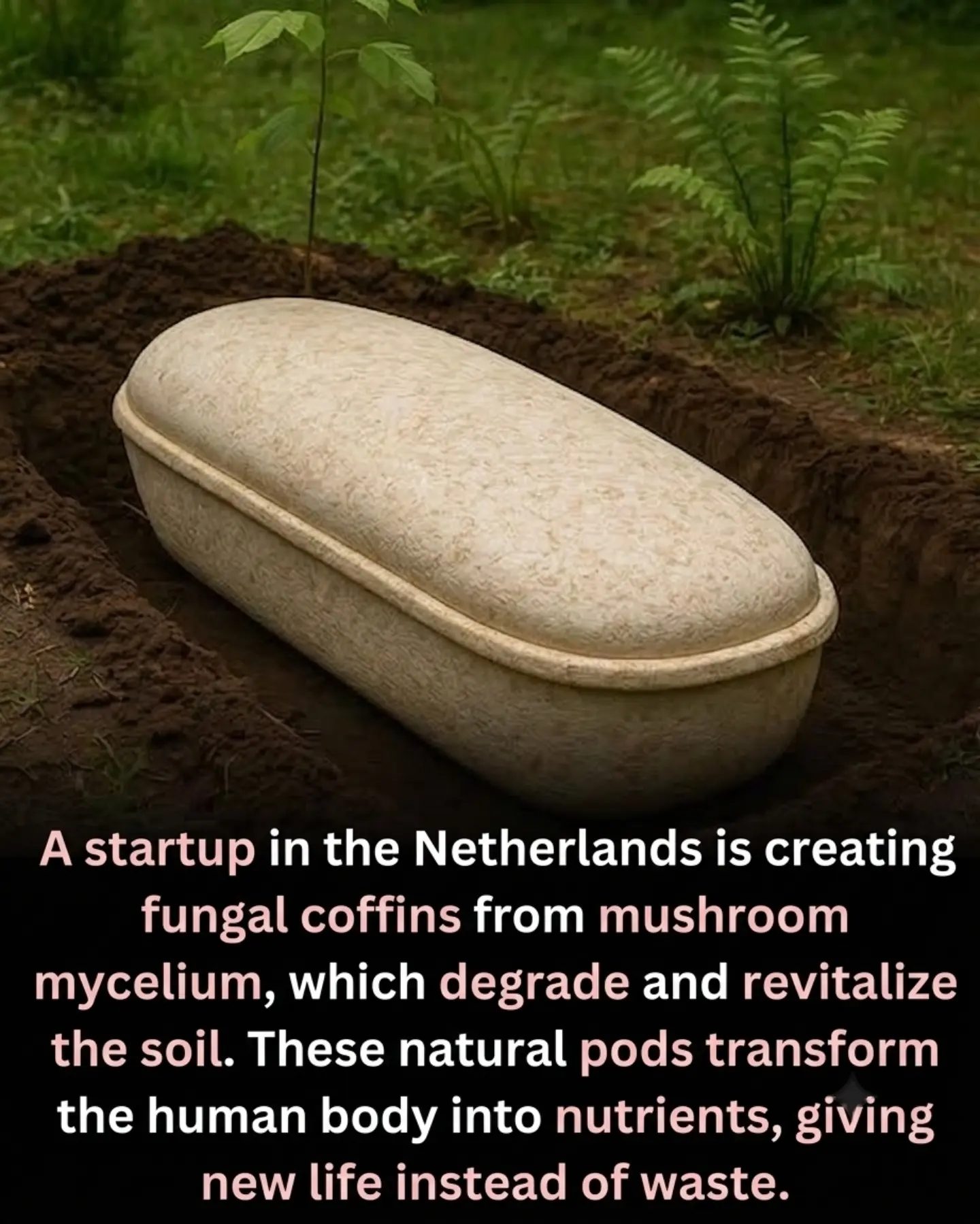 Netherlands Startup Revolutionizes Burials with Mushroom Coffins