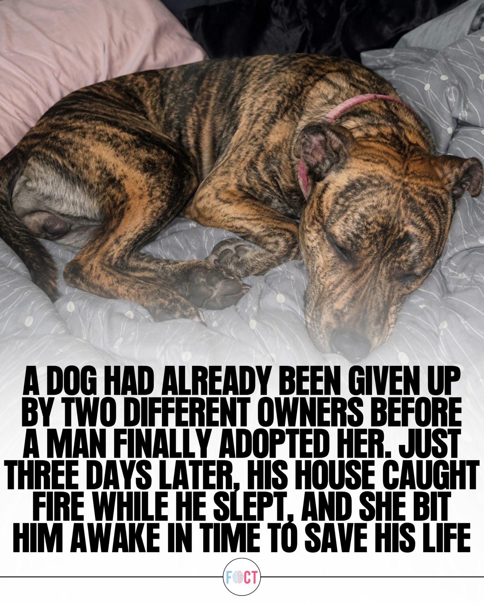 Hazel the Dog: Loyal Pup Saves Owner from House Fire