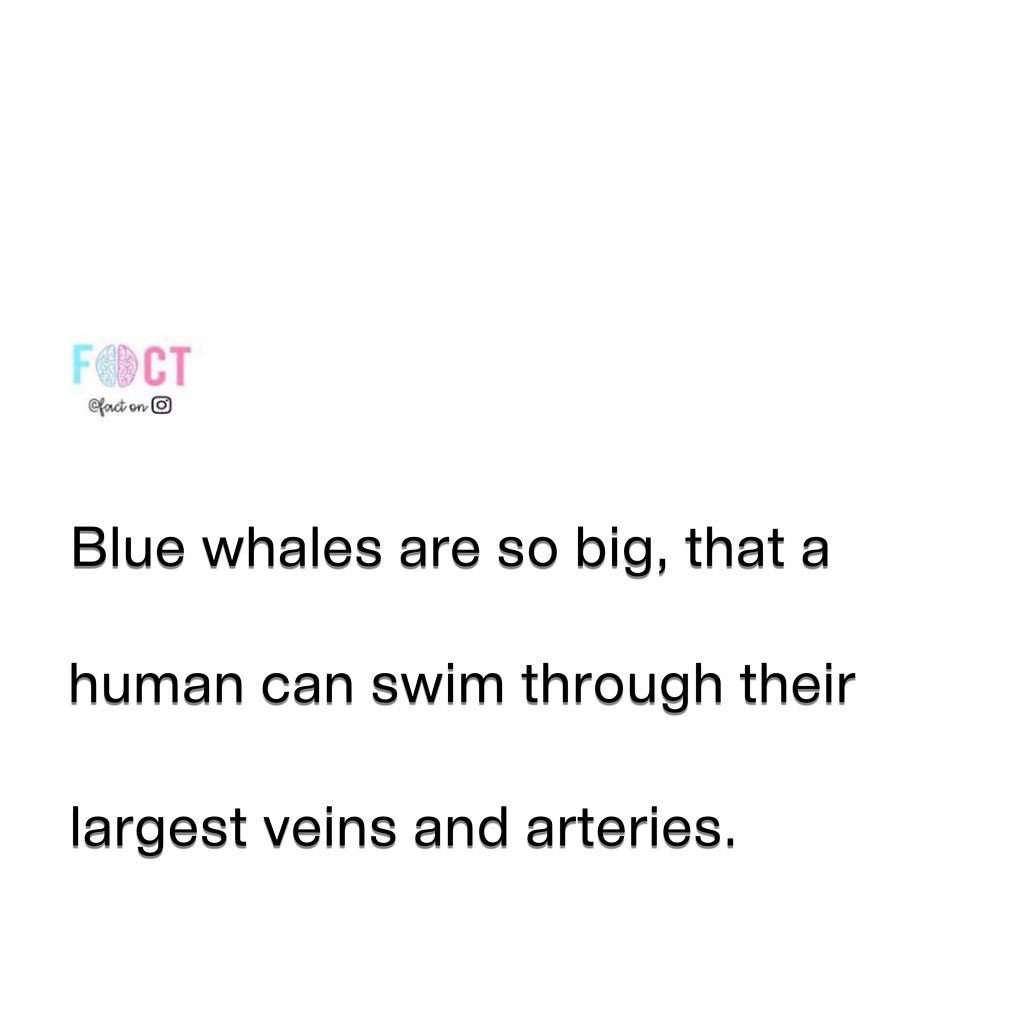 Incredible Blue Whale Facts: Swim Through Their Veins