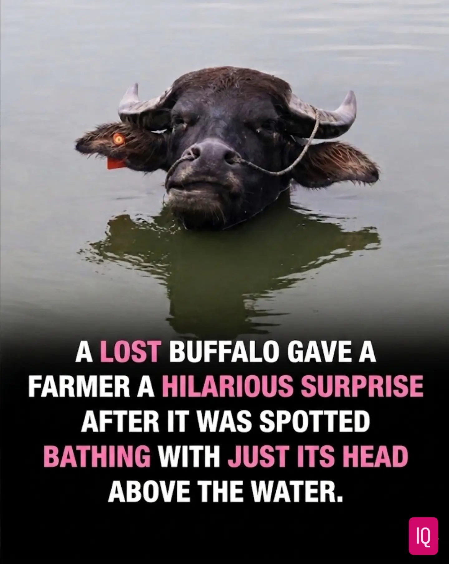 The farmer's surprise when a buffalo bathed with only its head above water.