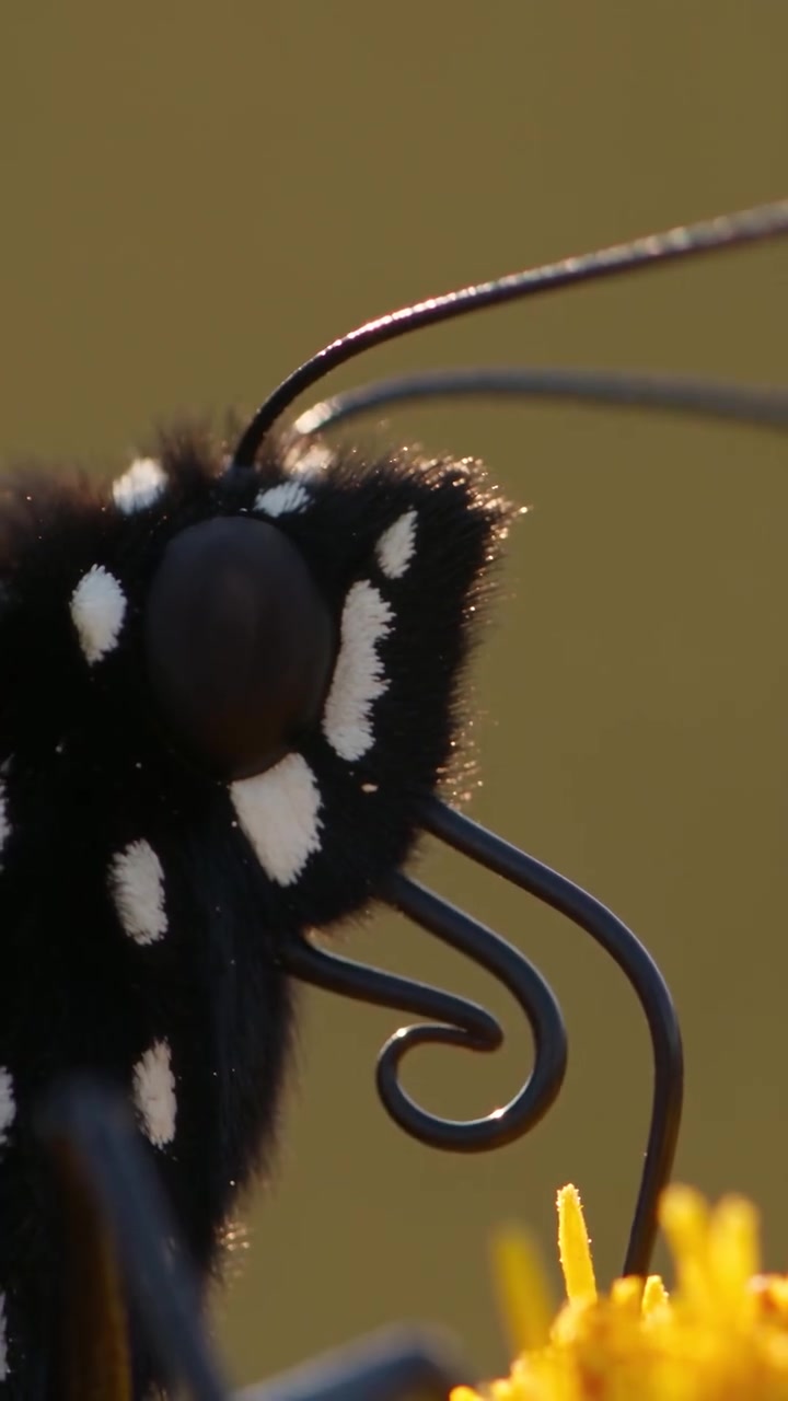 Butterfly's 4,000km Migration to Unknown Forest