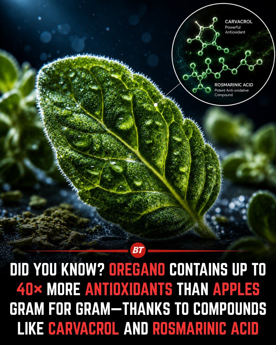 Why Oregano Has 20X More Antioxidants Than Apples