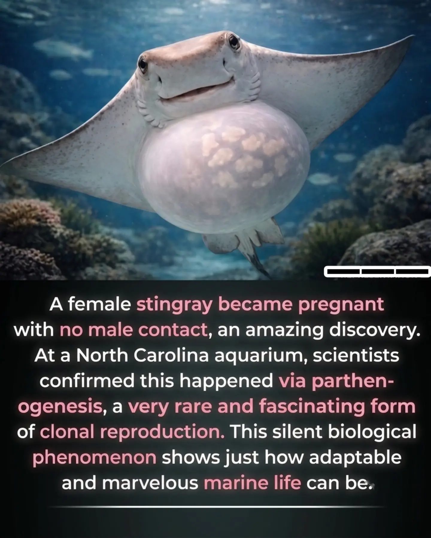 Female Stingray Pregnancy Without Male Contact: Parthenogenesis in Action