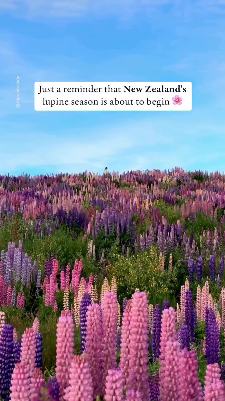 Witness New Zealand's Magical Lupine Season in Full Bloom