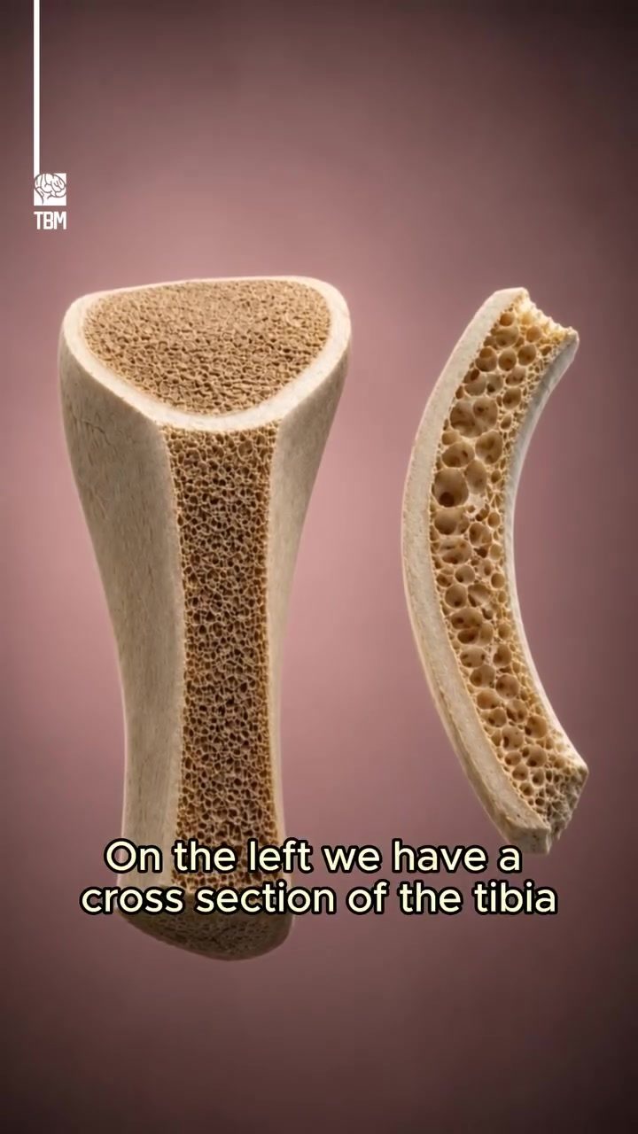 Bone Remodeling: How Mechanical Stress Builds Bone