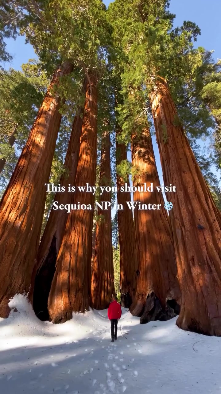 Sequoia National Park Winter Beauty