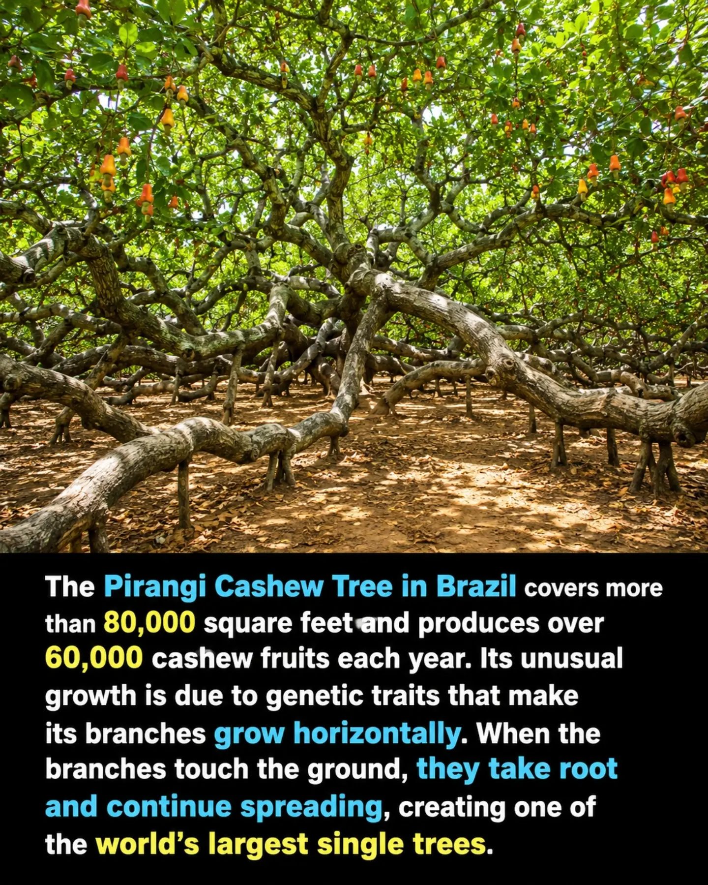 Exploring the World's Largest Cashew Tree in Brazil