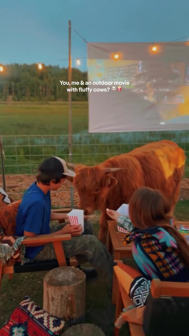 Outdoor Movie Night With Cows