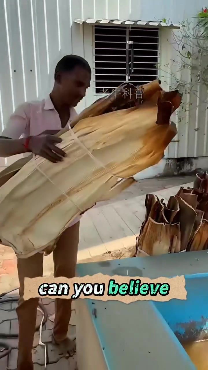 Eco-Friendly Tableware: Turning Palm Leaves into Luxury Plates