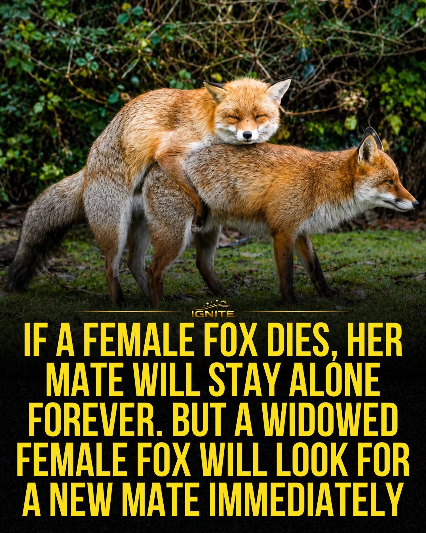 Foxes' Unique Mating Habits: What Happens When a Mate Dies