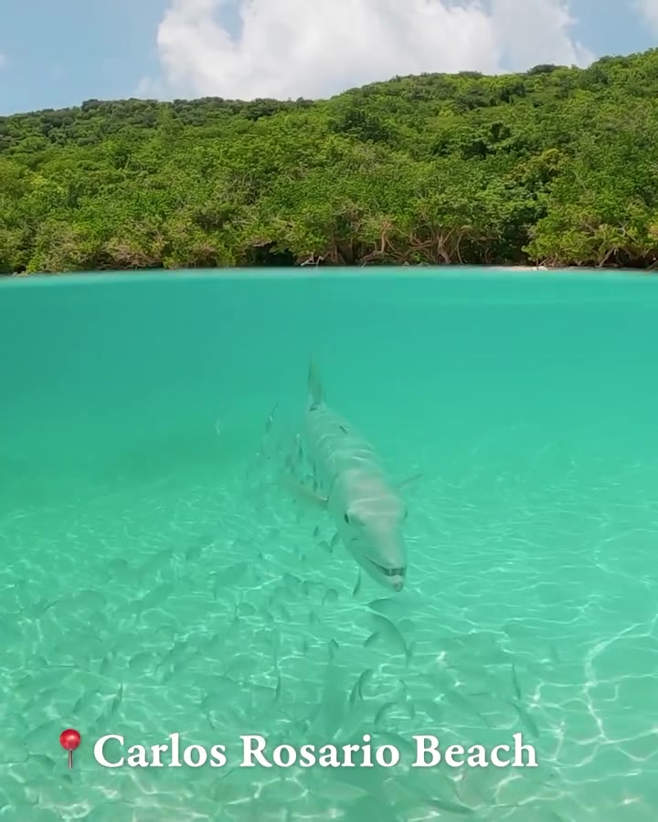 Carlos Rosario Beach Shark Encounter Underwater