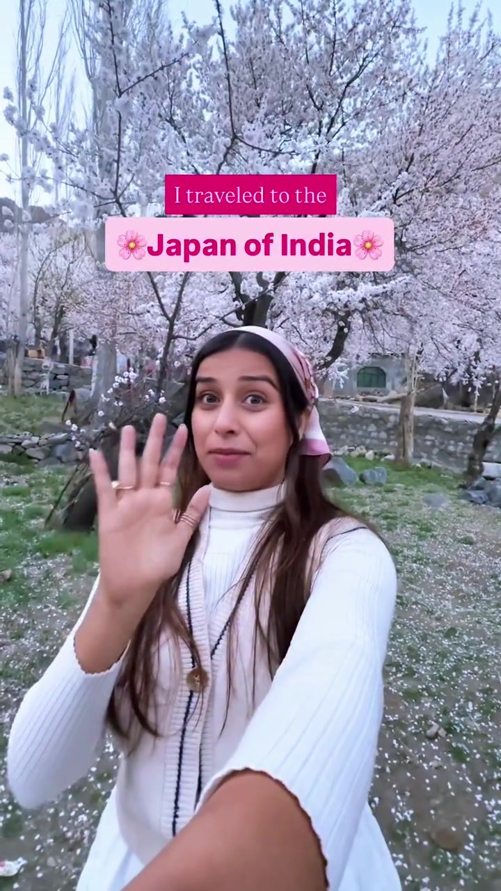 Experience Ladakh's Apricot Blossom Festival