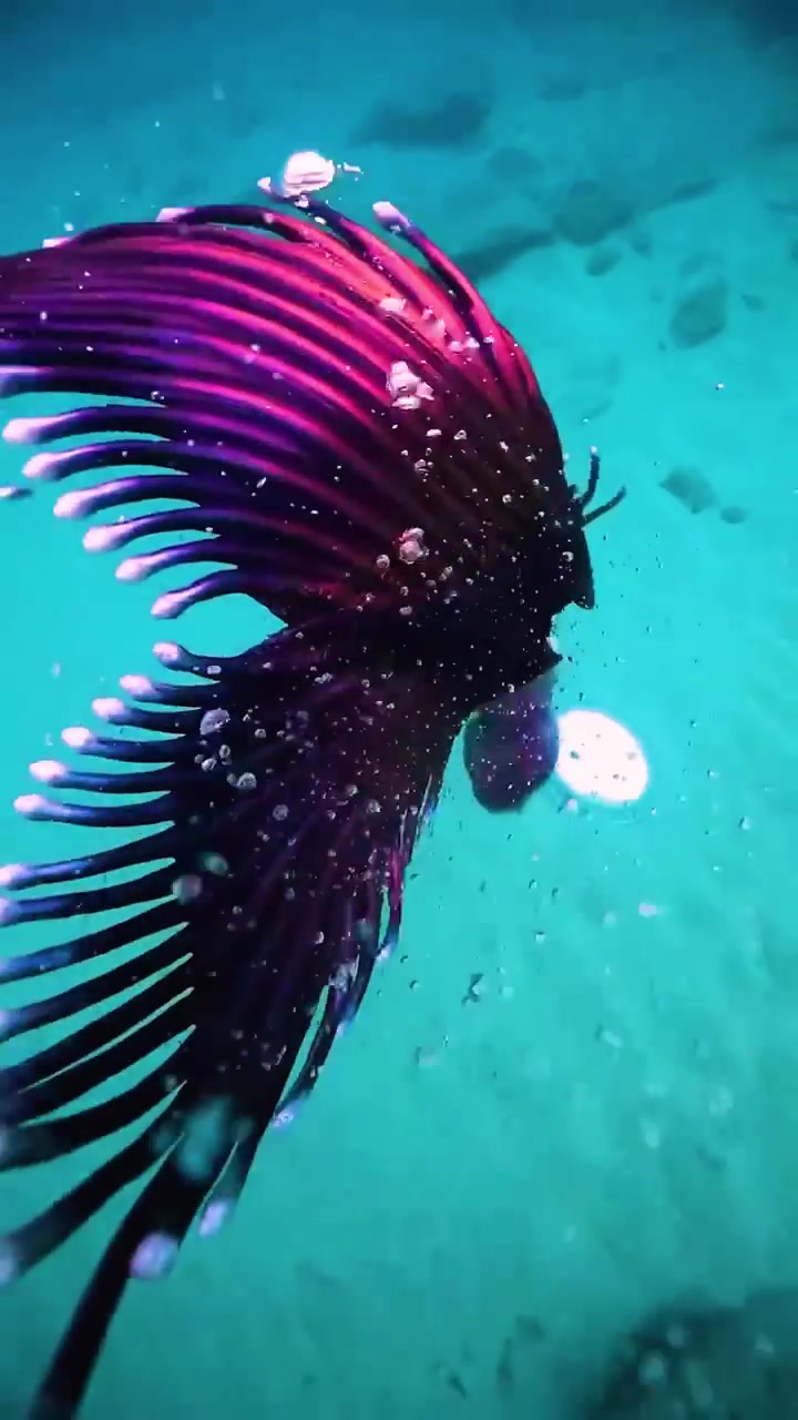 Underwater Mermaid Tail Transformation Video