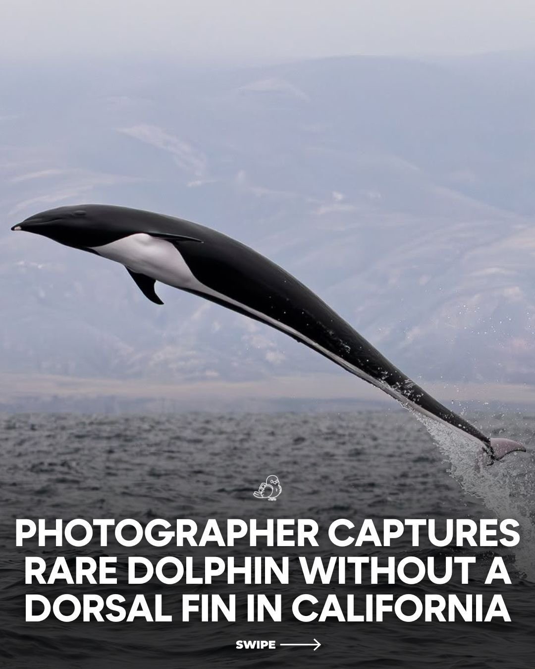 Discover the Unique Northern Right Whale Dolphin Without a Dorsal Fin