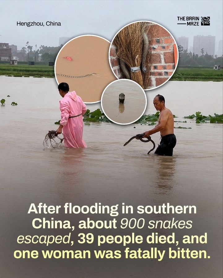 Snakes Escape Floods in Southern China: Public Safety Threat