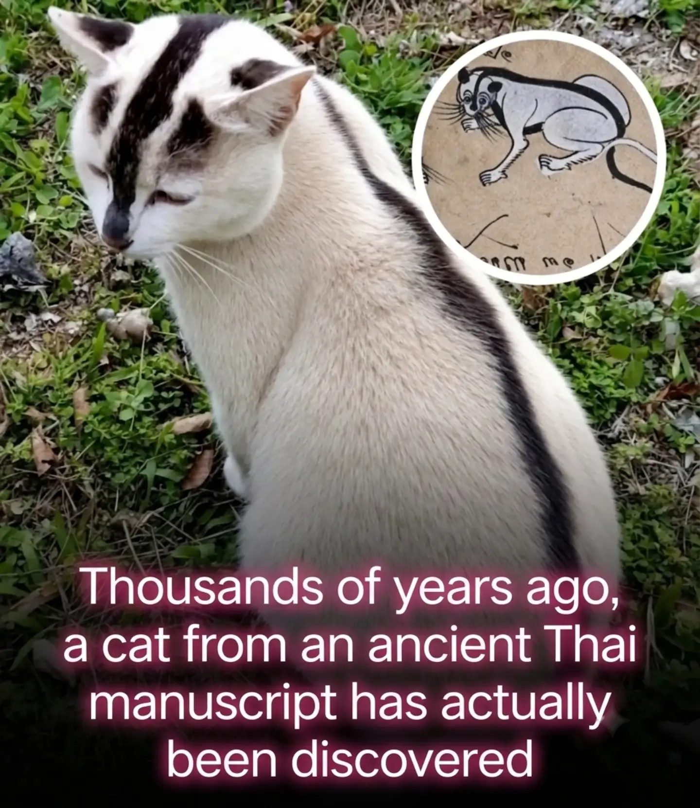 The Fascinating History of Siamese Cats in Ancient Thai Artifacts