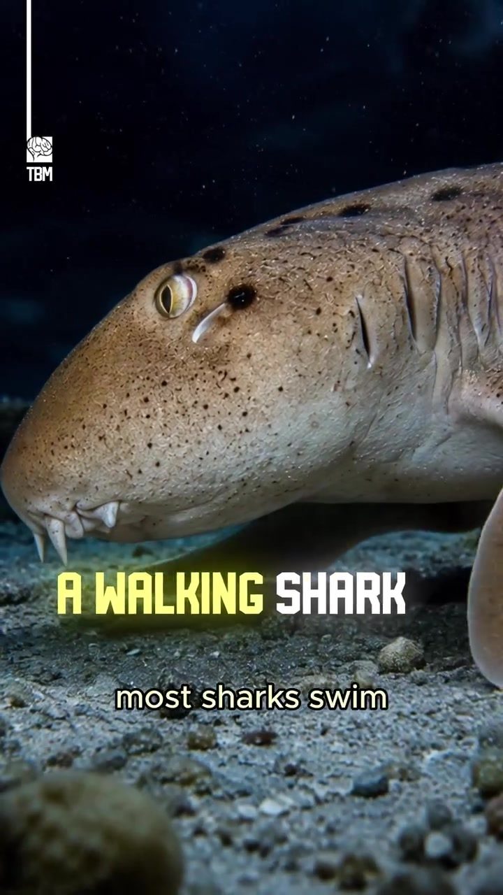 The Epaulette Shark's Unique Walking Ability and Low-Oxygen Survival