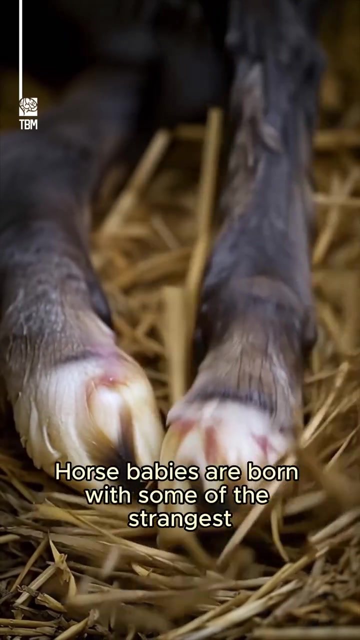 Foals' Temporary Fairy Finger Hooves