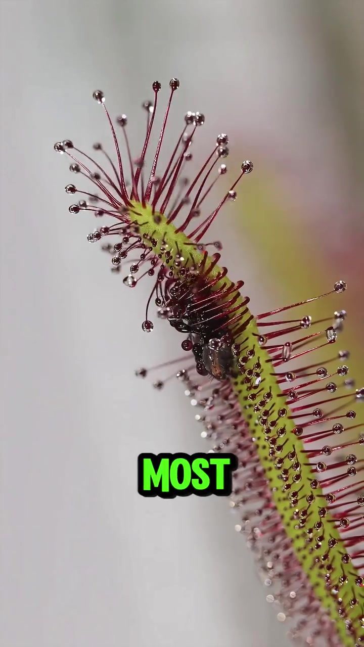Meet the Sundew: Nature's Quiet Carnivorous Hunter