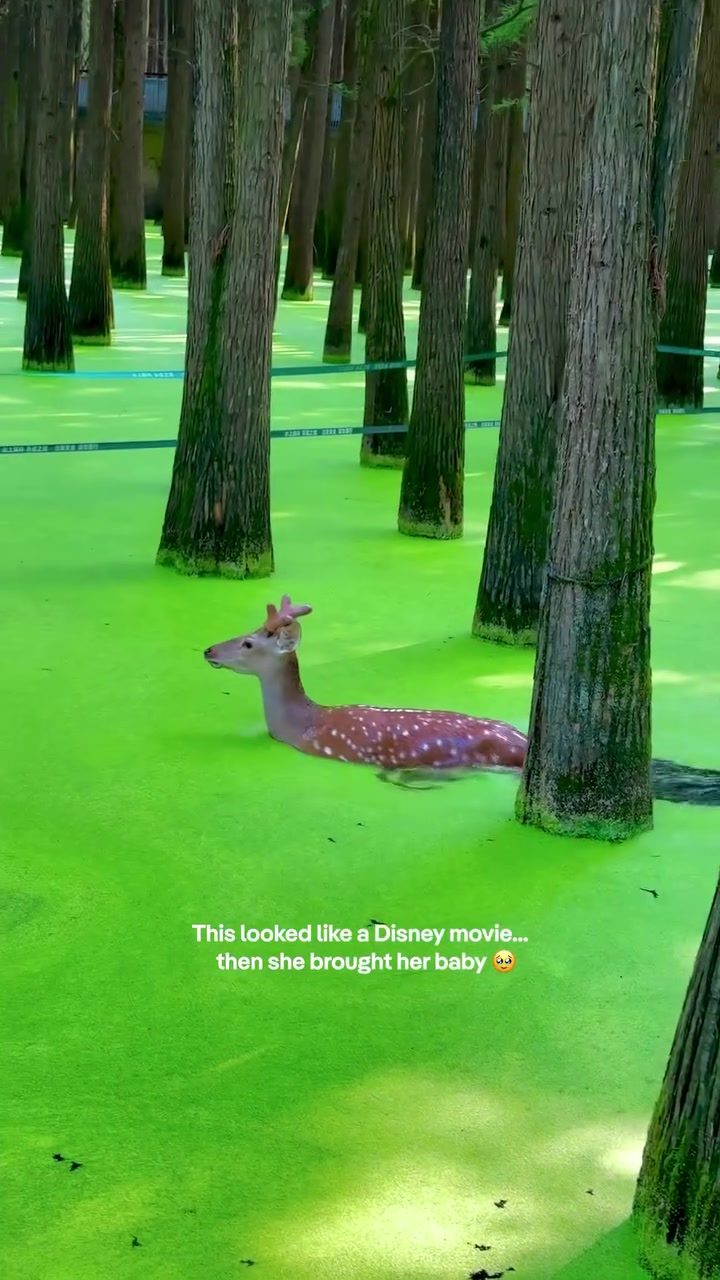 Magical Encounter: Deer and Fawn in Qingshan Lake's Enchanting Swamp